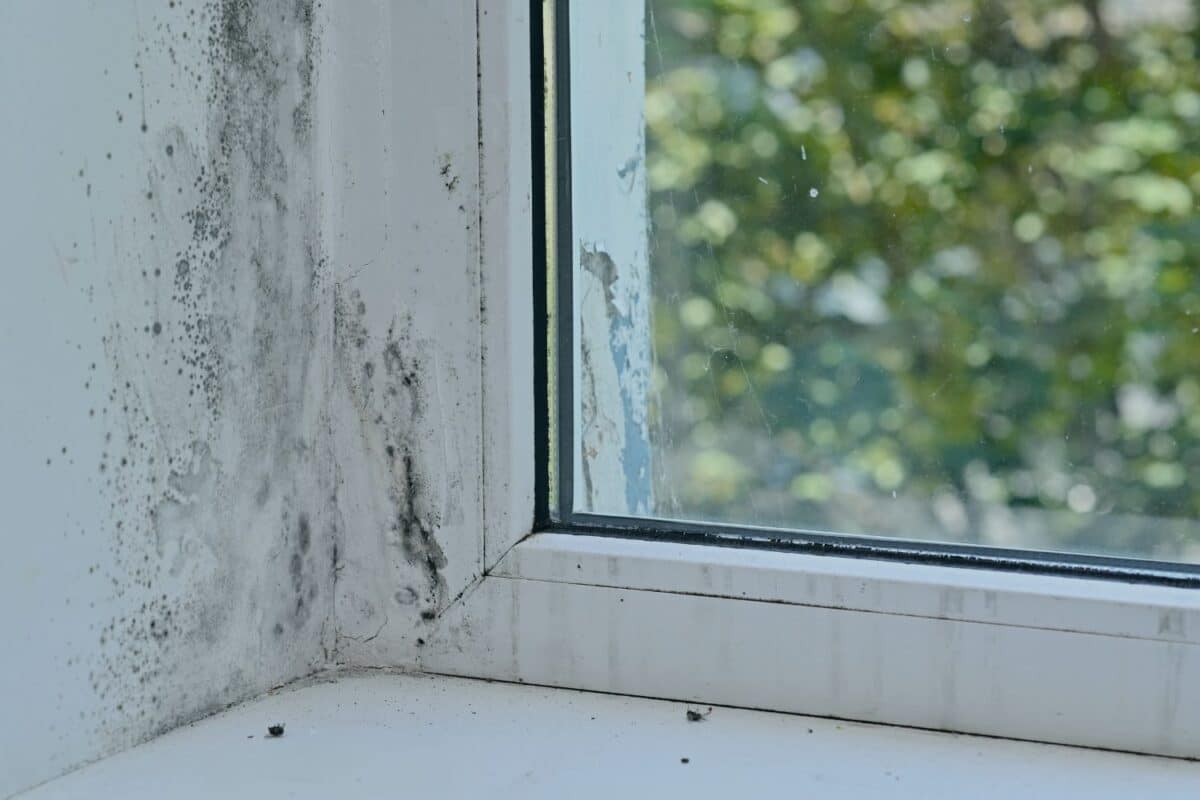 how when and why to test for mold in indoor air