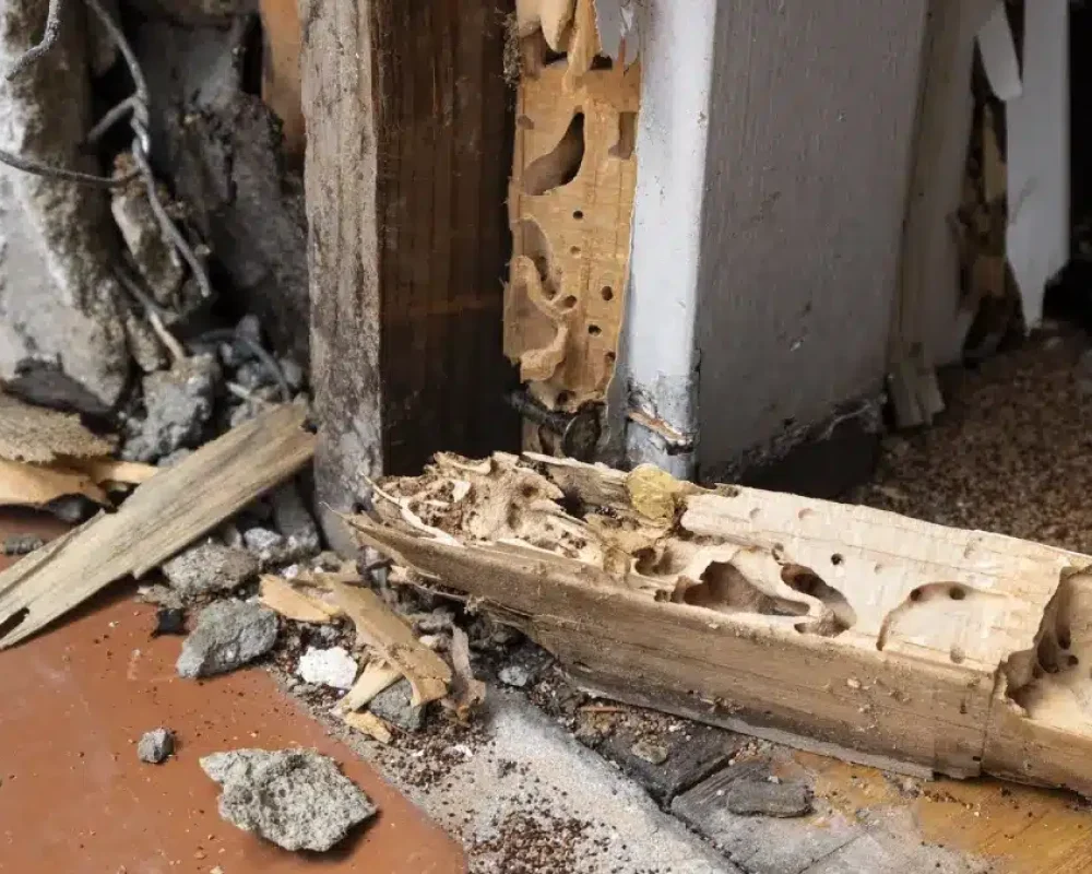 Termite & Pest Inspection